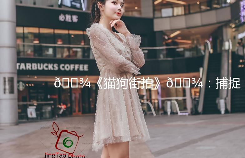 🐾《猫狗街拍》🐾：捕捉城市中的萌宠瞬间